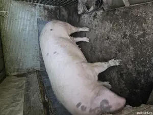 Purcei de vanzare - imagine 3