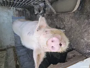 Purcei de vanzare - imagine 4