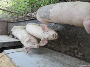 Purcei de vanzare - imagine 5
