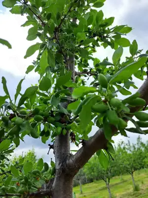 Vindem teren pentru casă și livadă de prun - imagine 5