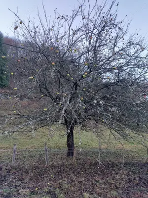 Vând teren Munții Apuseni - imagine 7