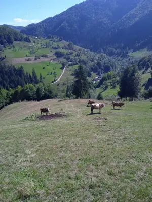 Vând teren Apuseni 4.000 m  preț 16.000 euro