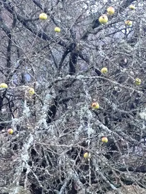 Vând teren Munții Apuseni - imagine 6