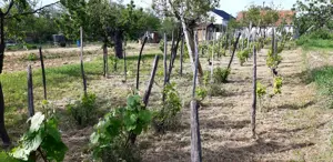 Teren intravilan Cetariu - imagine 6