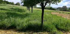 Teren intravilan Cetariu - imagine 10