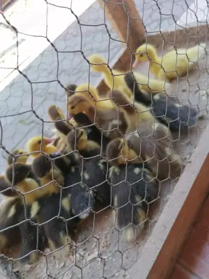 Vând boboci de rața mută - imagine 2