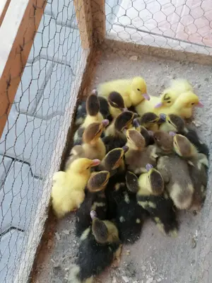 Vând boboci de rața mută