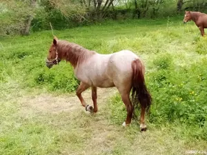 Manza de vanzare . - imagine 3