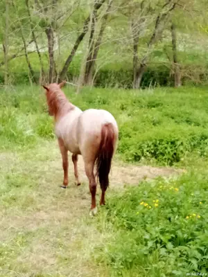 Manza de vanzare . - imagine 2