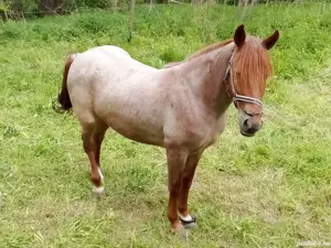 Manza de vanzare . - imagine 4