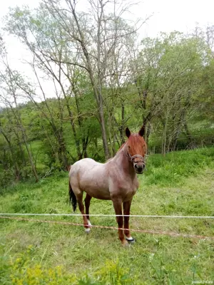 Manza de vanzare . - imagine 5