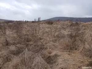 Vand teren intravilan Petrestii de Jos - imagine 4