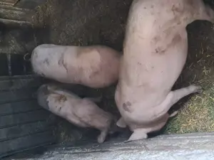 Vând porci 