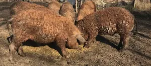 Purcei Mangalita scrofite gestante  - imagine 4