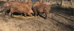 Purcei Mangalita scrofite gestante  - imagine 5