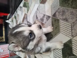 huski siberian - imagine 2