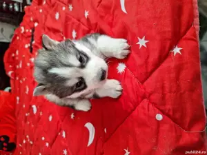 huski siberian - imagine 4