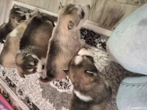 huski siberian - imagine 3