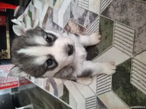 huski siberian - imagine 5