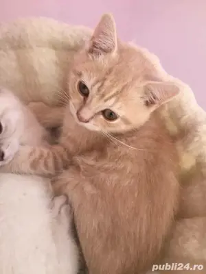 pisoiasi britanici - imagine 2 pisoiasi britanici - imagine 2