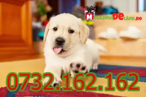 Cumpara legal catei Labrador cu factura,microcip,carnet,inregistrare-livrare personala la Timisoara - imagine 4