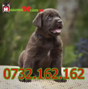 Cumpara legal catei Labrador cu microcip,carnet,factura,inregistrare-livrare personala la Pitesti - imagine 5