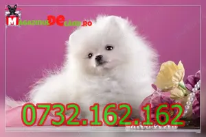 Cumpara Legal Spitz Pomeranian Alb cu Factura, Carnet,Microcip,Pasaport-Livrare la Bucuresti - imagine 4