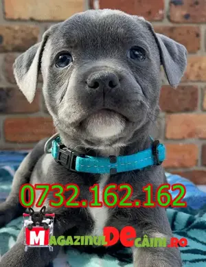 Cumpara legal Catei Amstaff Blue cu Factura,Carnet,Microcip,Garantie-Livrare personala la Brasov - imagine 3