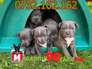 HRANA GRATUITA-Rezerva Amstaff cu factura,carnet,microcip(obligatoriu prin lege)-livrare la Iasi - imagine 5