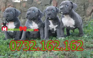 Cumpără legal catei Amstaff Blue cu Factura, carnet, vaccin,microcip-livrare personala la Bucuresti - imagine 3
