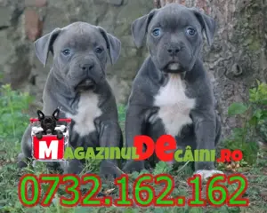 HRANA GRATUITA-Rezerva Amstaff cu factura,carnet,microcip(obligatoriu prin lege)-livrare la Iasi - imagine 2