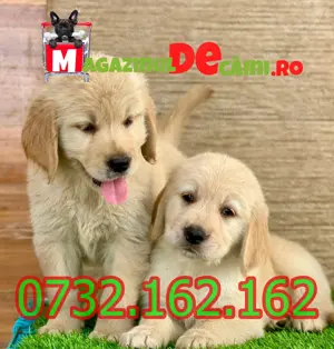 Cumpara legal catei Golden Retriever cu Factura,Garantie,Microcip,Carnet-Livrare la Brasov