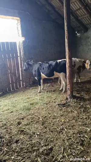 achizitii vaci viței 