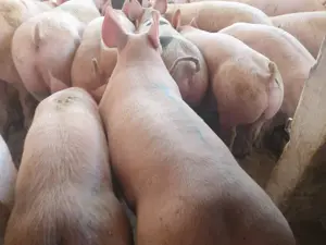 Grasunii de carne 70 la 150 kg