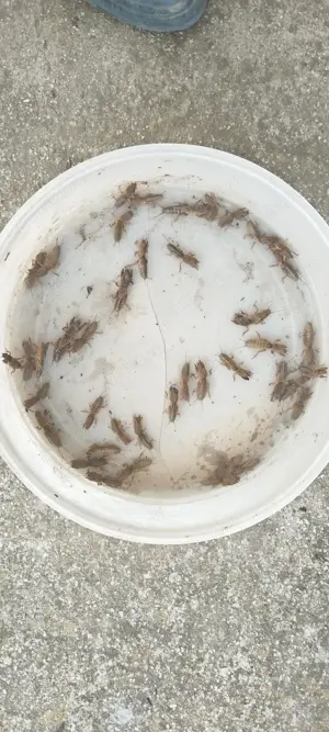 Vand Coropisnite pt pescuit