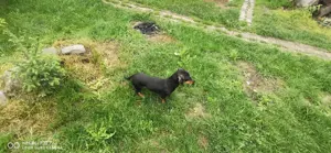 Vand Teckel pitik par scurt culoare negru masculin  - imagine 3