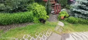 Vand Teckel pitik par scurt culoare negru masculin  - imagine 4