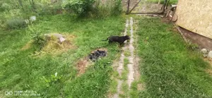 Vand Teckel pitik par scurt culoare negru masculin  - imagine 5