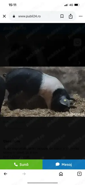 Porci Bazna original foarte buni 