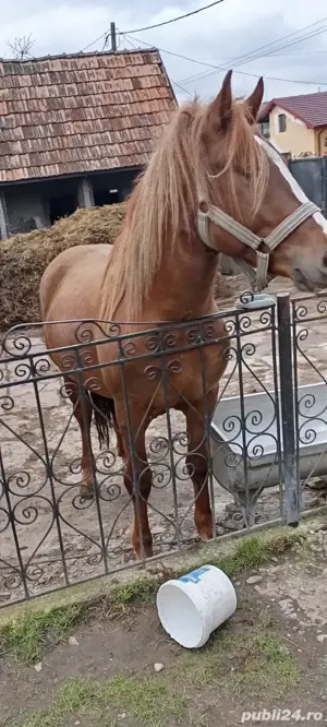 Vând mânz 2,5 ani, armăsar.  - imagine 2