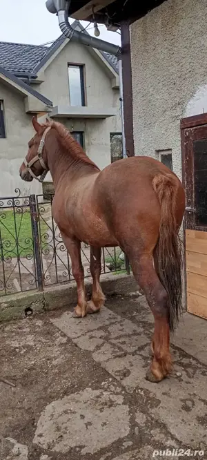 Vând mânz 2,5 ani, armăsar.  - imagine 4