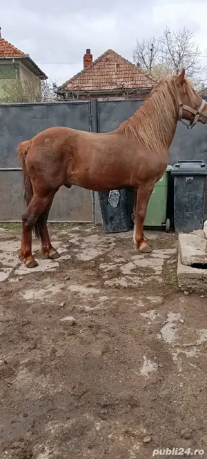 Vând mânz 2,5 ani, armăsar.  - imagine 3
