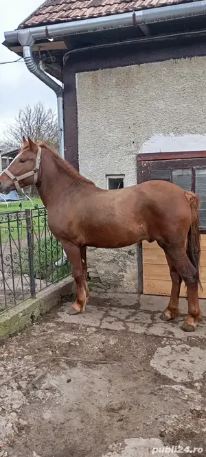 Vând mânz 2,5 ani, armăsar.  - imagine 5
