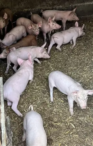 Vand purcei  de carne - imagine 2 Vand purcei  de carne - imagine 2