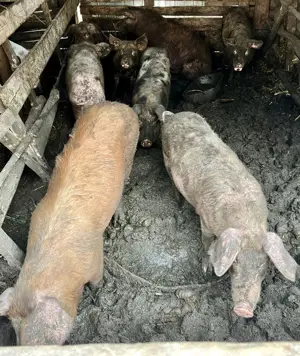 Vand porci  de carne