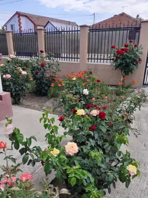 Vând casă cu dependințe și loc de 850mp - imagine 2