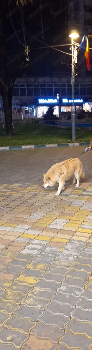 Mascul Husky Siberian pentru reproducție caută fată pentru a face pui - imagine 2 Mascul Husky Siberian pentru reproducție caută fată pentru a face pui - imagine 2