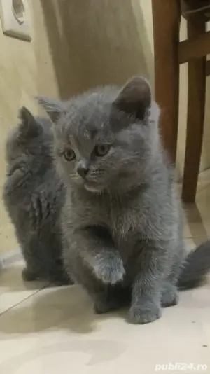 baietei british shorthair,Asigur transport! - imagine 3