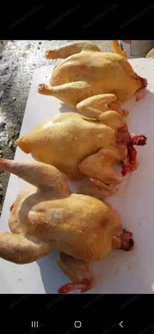 Vând păsări de curte taiete 