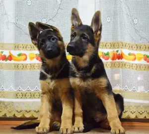 Ciobănesc German - genetică pură - părinți arbitrați  - imagine 2